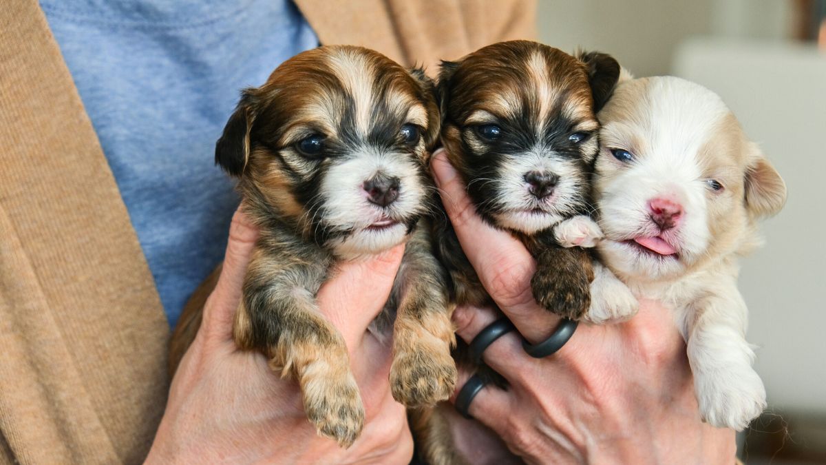 Kobieta trzyma trzy szczeniaki