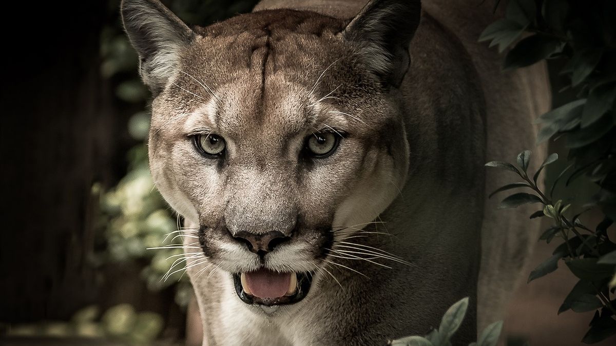 puma