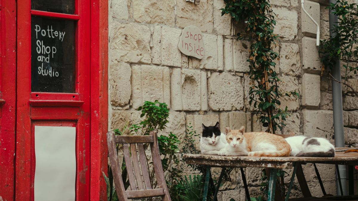 Koty stanowią poważny problem na Cyprze