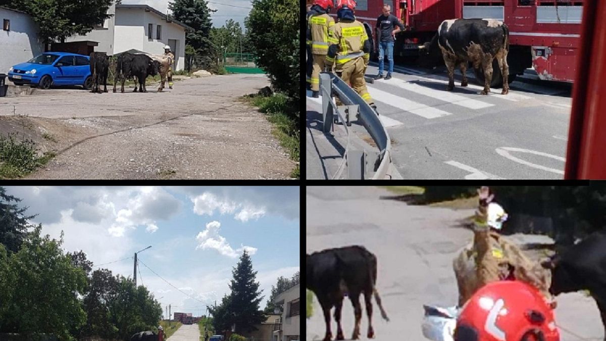 Strażacy mieli pełne ręce roboty przez ... ucieczkę byków!