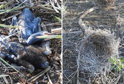 300 zabitych piskląt. Przyrodnicy zwrócili się o pomoc