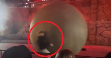Kula miała 180 kg. Pracownik Disneya nie miał szans. Nagranie z USA