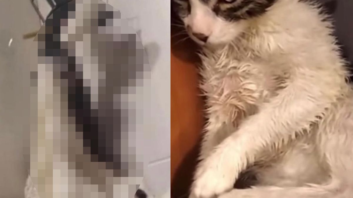 Kot przeżył, ale ma znaczny uszczerbek na zdrowiu