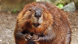 Najciekawsze reklamy polskich operatorów TOP 10 1