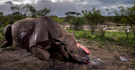 Wildlife Photographer of the Year 2017. Wygrało zdjęcie opowiadające historię zbrodni na nosorożcach