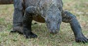 Będą wstrzykiwać ludziom krew "smoków z Komodo"? Nowe badania