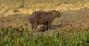 Nowe mieszkanki w Śląskim Ogrodzie Zoologicznym. Papaja, Kiwi i Figa już w Chorzowie