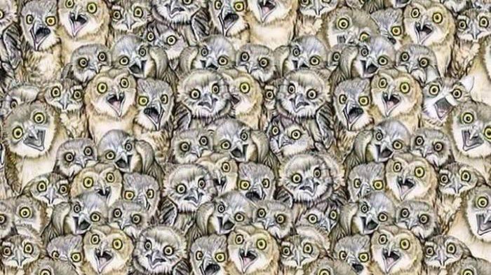 Znajdź kota w mniej niż 20 sekund