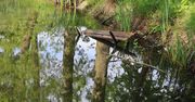 Lipinki i park Byszewskich. Alejki zarastają trawą, są też śmieci
