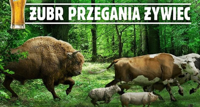 Żubr "przegania żywiec". Kompania Piwowarska: w reklamie wyłącznie dobre intencje