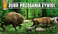 Żubr "przegania żywiec". Kompania Piwowarska: w reklamie wyłącznie dobre intencje