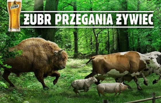 Żubr "przegania żywiec". Kompania Piwowarska: w reklamie wyłącznie dobre intencje