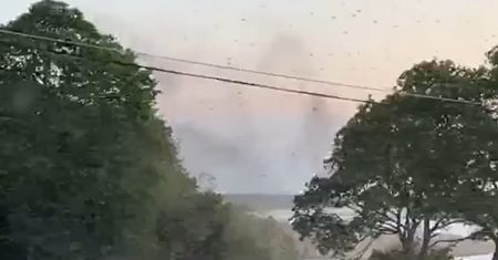 To nie są zakłócenia, tyle się ich wykluło. Nagranie z Lublina