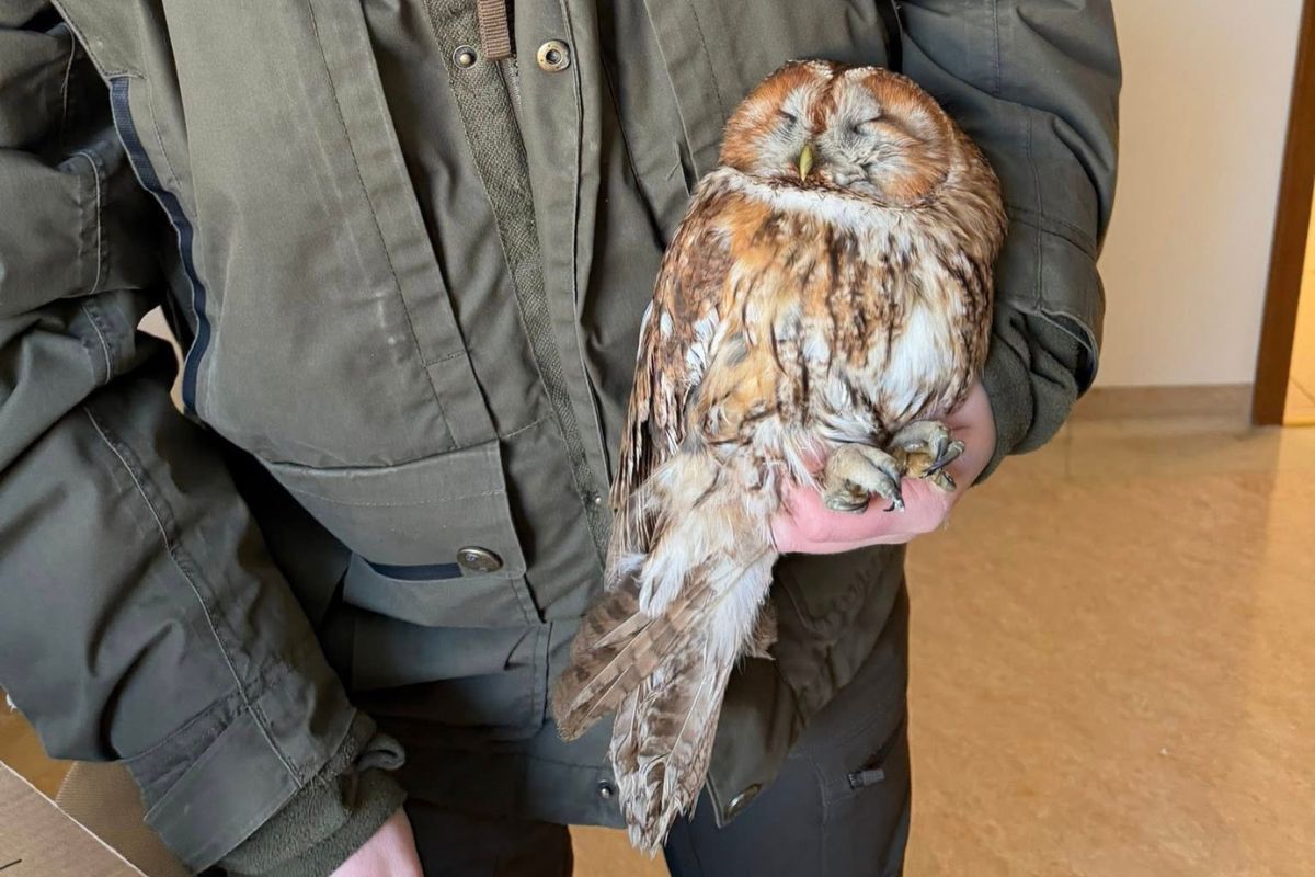 Siedziały przy drodze. Osłabione i zziębnięte. Leśnicy się nie wahali