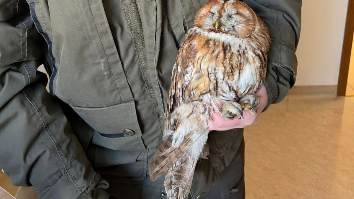 Zmarznięte ptaki pod opieką leśników. Apel o rozsądną pomoc