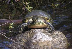 Na ratunek żółwiom błotnym. Zmiany w stołecznym ZOO