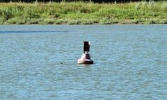 Tragedia w Holandii. Ocalała, bo dopłynęła do boi