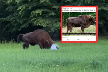 Polski żubr zaatakował turystę. Teraz piszą o nim za granicą