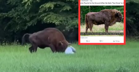 Polski żubr zaatakował turystę. Teraz piszą o nim za granicą