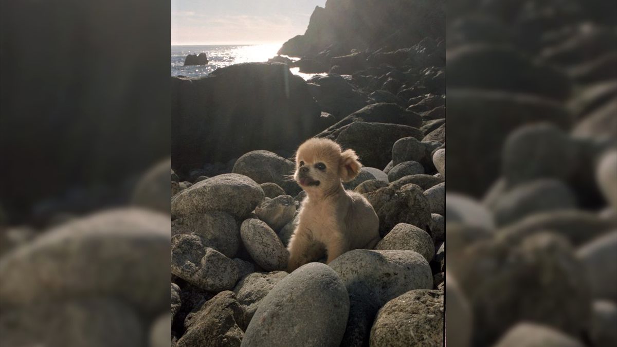 Mr Winkle to psia legenda. Uroczy psiak miał 23 lata 1