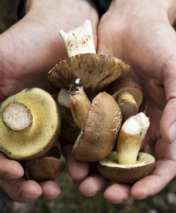 Poważny problem z grzybami. Grzybiarze ostrzegają