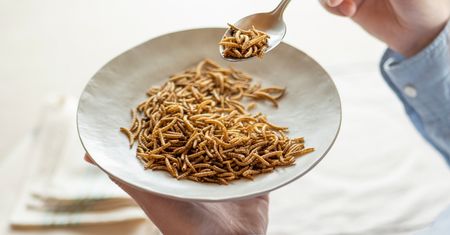 Nowe robaki w menu. UE chce wprowadzić osiem gatunków