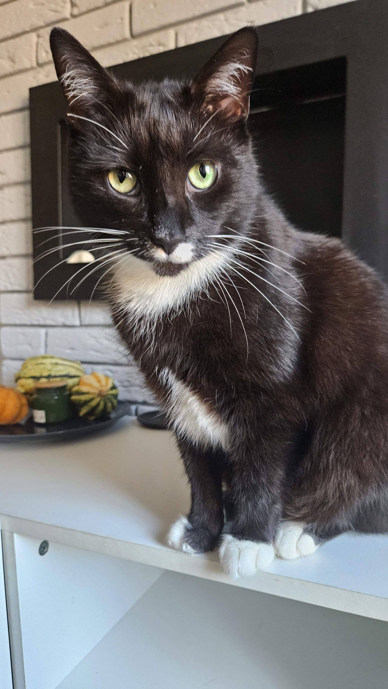 Dziś Dzień Czarnego Kota! Czarne jest piękne!