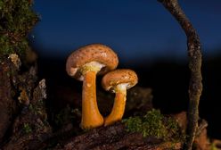 Grzyby jadalne. Nie tylko borowik, rydz i koźlarz. Czy znasz te grzyby?