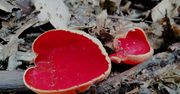 Grzyby niczym serca. Niezwykłe zdjęcia z Zamrzenicy