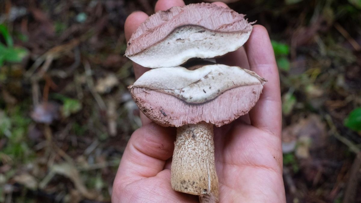 Zatrucia grzybami mogą stanowić zagrożenie dla życia