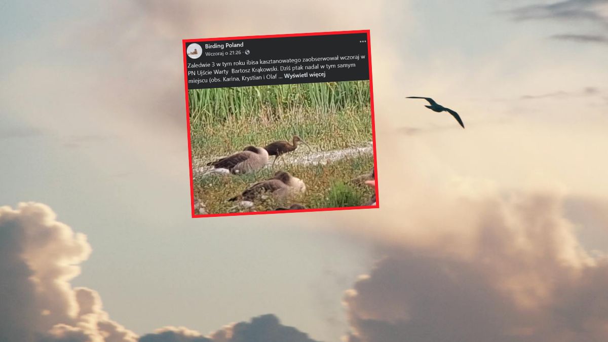 Ibis kasztanowaty pojawił się w Parku Narodowym 
