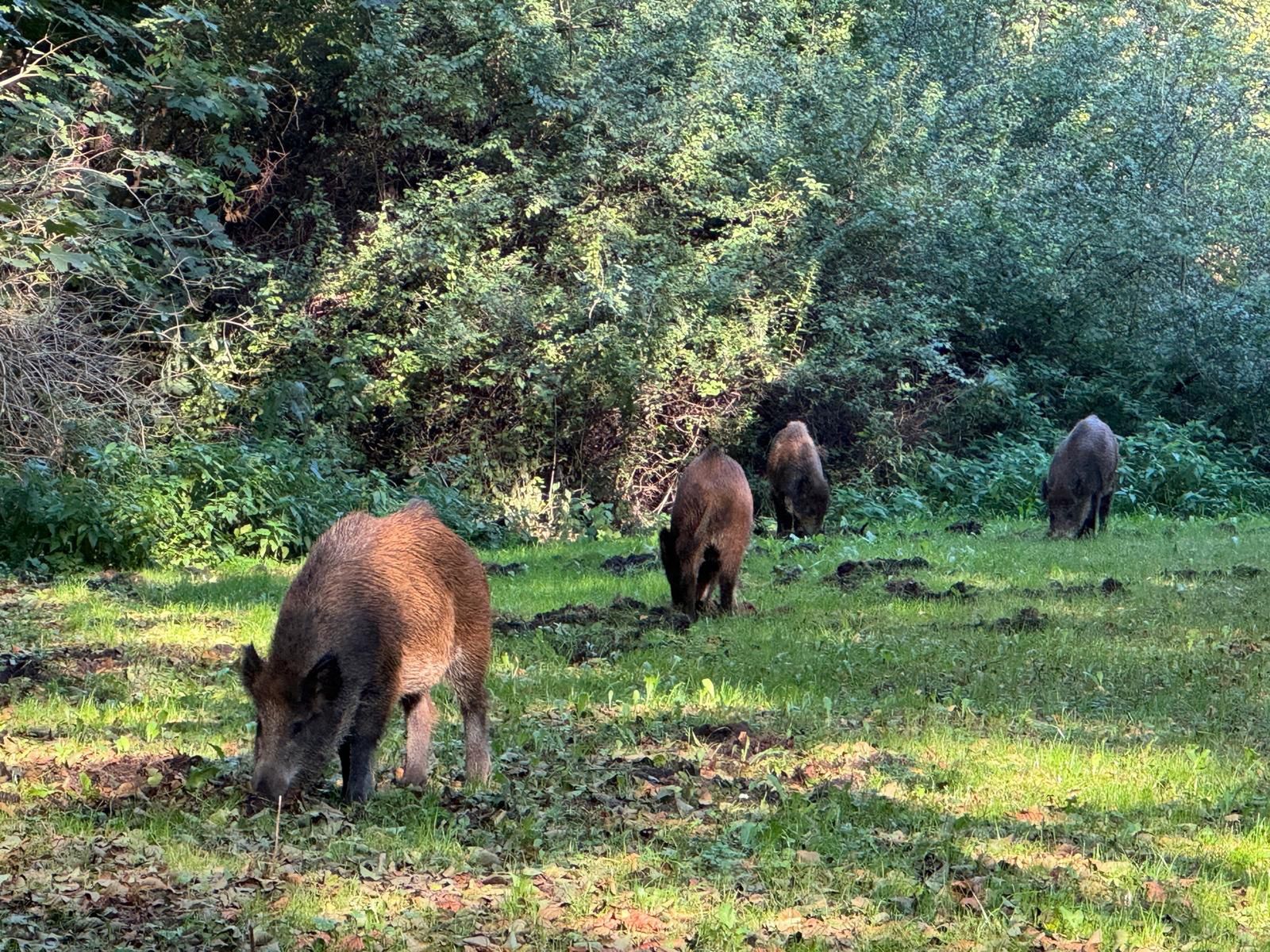 Dziki na terenie "Kochanówki"