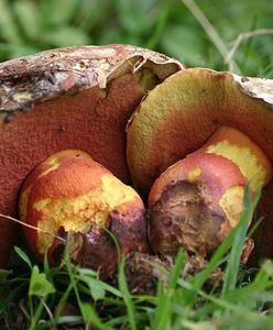 Szatan w jednym z wielkopolskich lasów