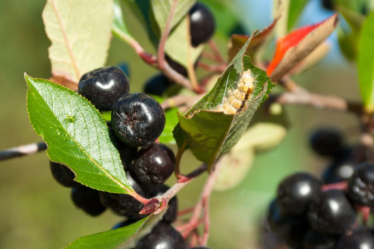 Aronia ma niezwykłe właściwości