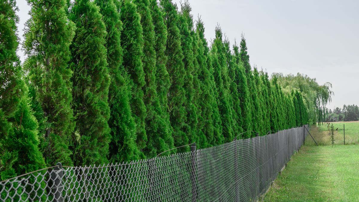 Podsyp tym tuje, to najlepsza domowa odżywka