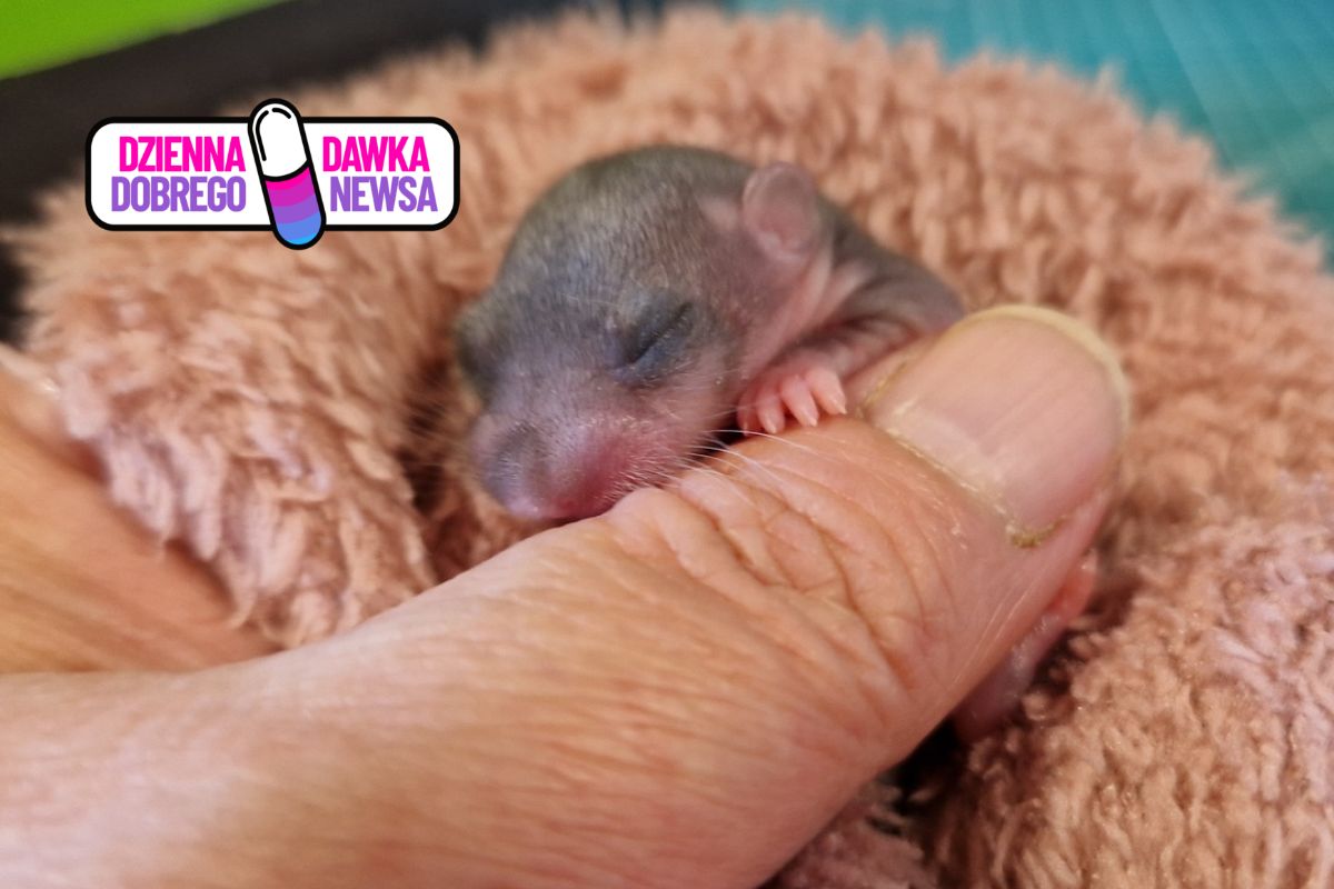 Myśleli, że ratują małą wiewiórkę. Prawda była zupełnie inna