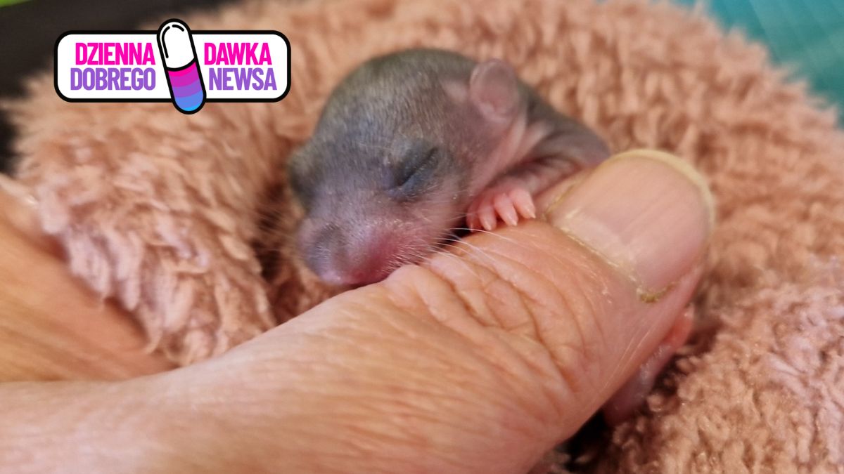 Na parkingu znaleziono maleńką popielicę