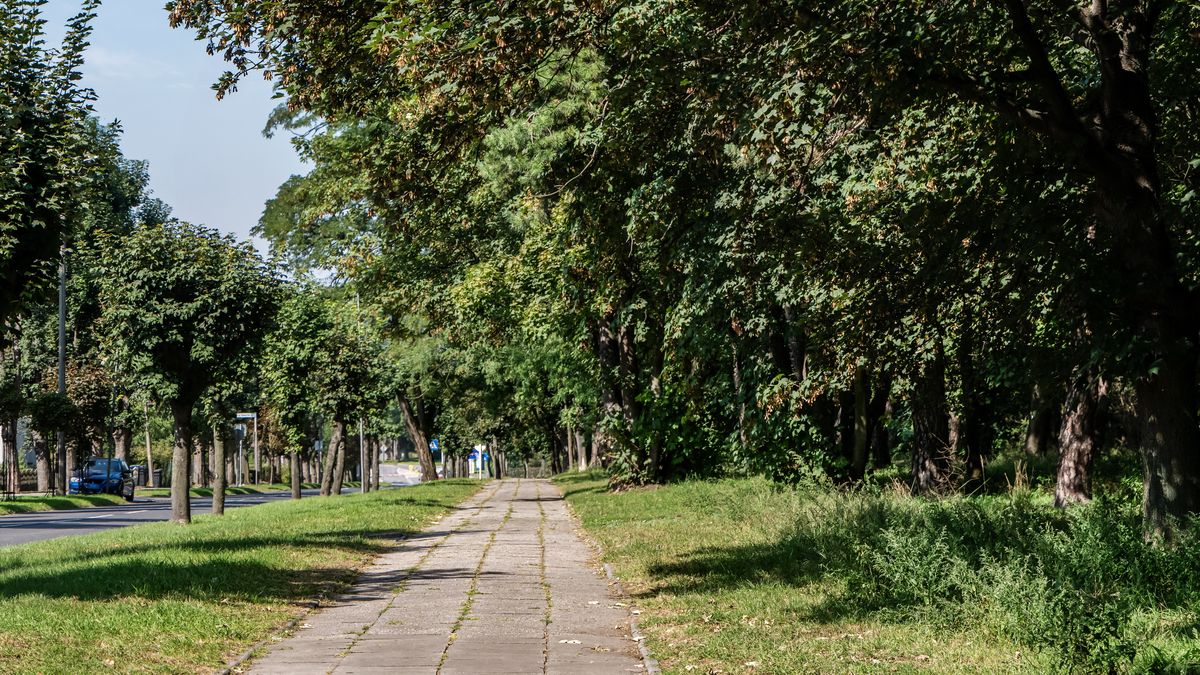 Psom mogą szkodzić środki ochrony roślin stosowane w miastach