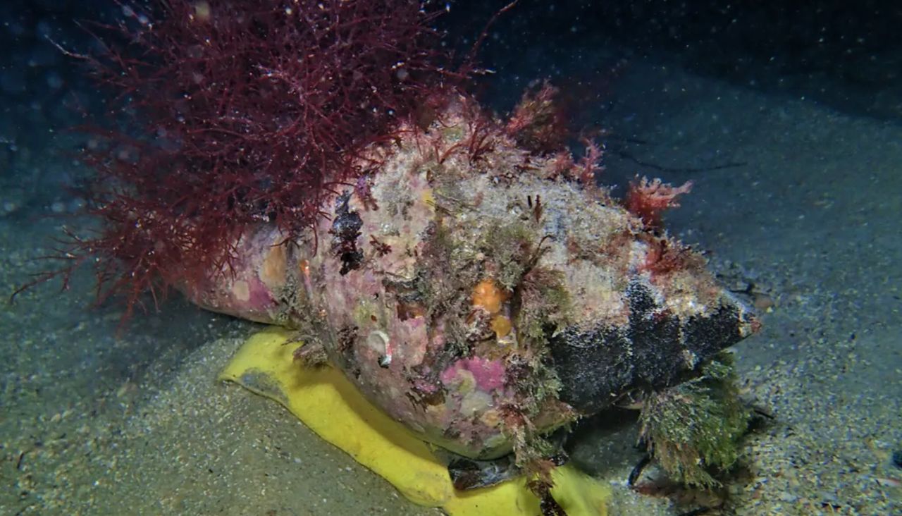 Ślimak gigant żyje w zachodniej i północnej Australii