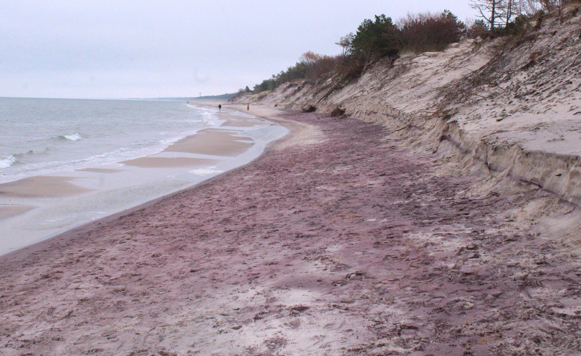 Fioletowa plaża w Mielnie