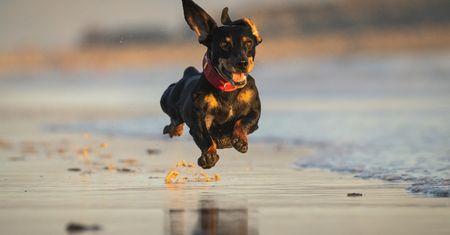 Zabierasz psa na plażę? Weterynarz wyjaśnia, dlaczego lepiej tego nie robić