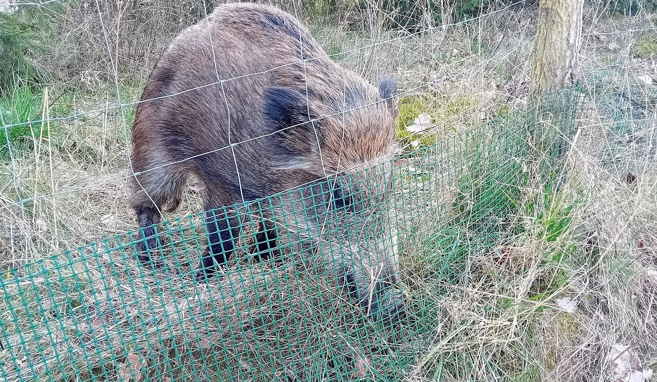 Kujawsko-pomorskie: Przeszukują teren by znaleźć martwe dziki