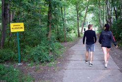 Niebezpieczny rodzaj kleszczy w Polsce. Zgłoszenia z kilku województw