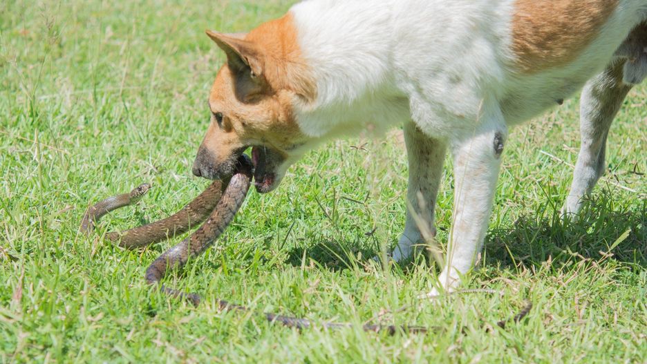 dog fighting with snakes