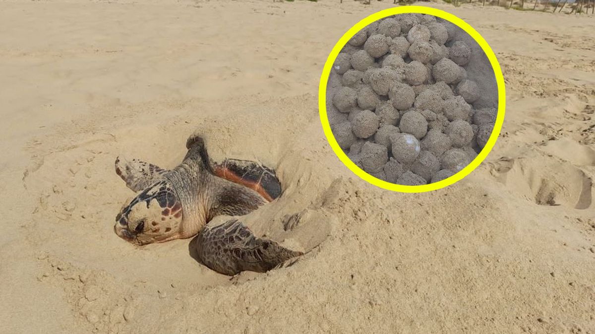 Żółwica złożyła za jednym zamachem aż 131 jaj