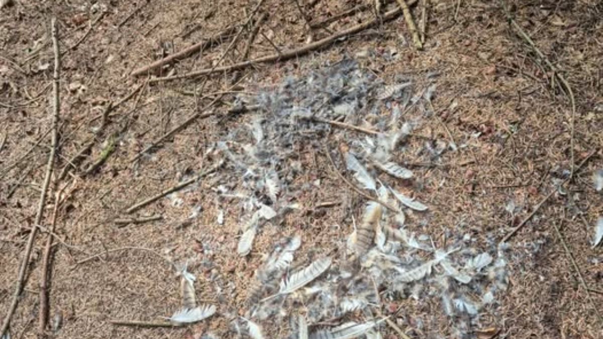 "Co tu się wydarzyło?" - zastanawiają się leśnicy.