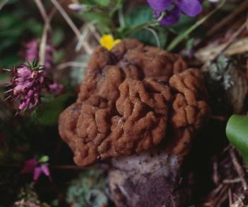 Eksperci ostrzegają. Te grzyby są śmiertelnie niebezpieczne