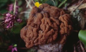 Eksperci ostrzegają. Te grzyby są śmiertelnie niebezpieczne