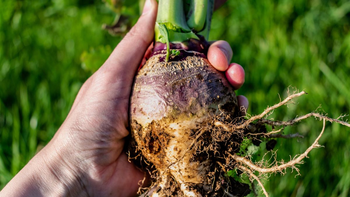 Brukiew to warzywo, o którym często zapominamy