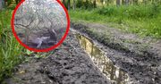 Leśnicy pokazali ciekawe nagranie. "Leśne spa"